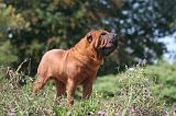 SHAR-PEI 845